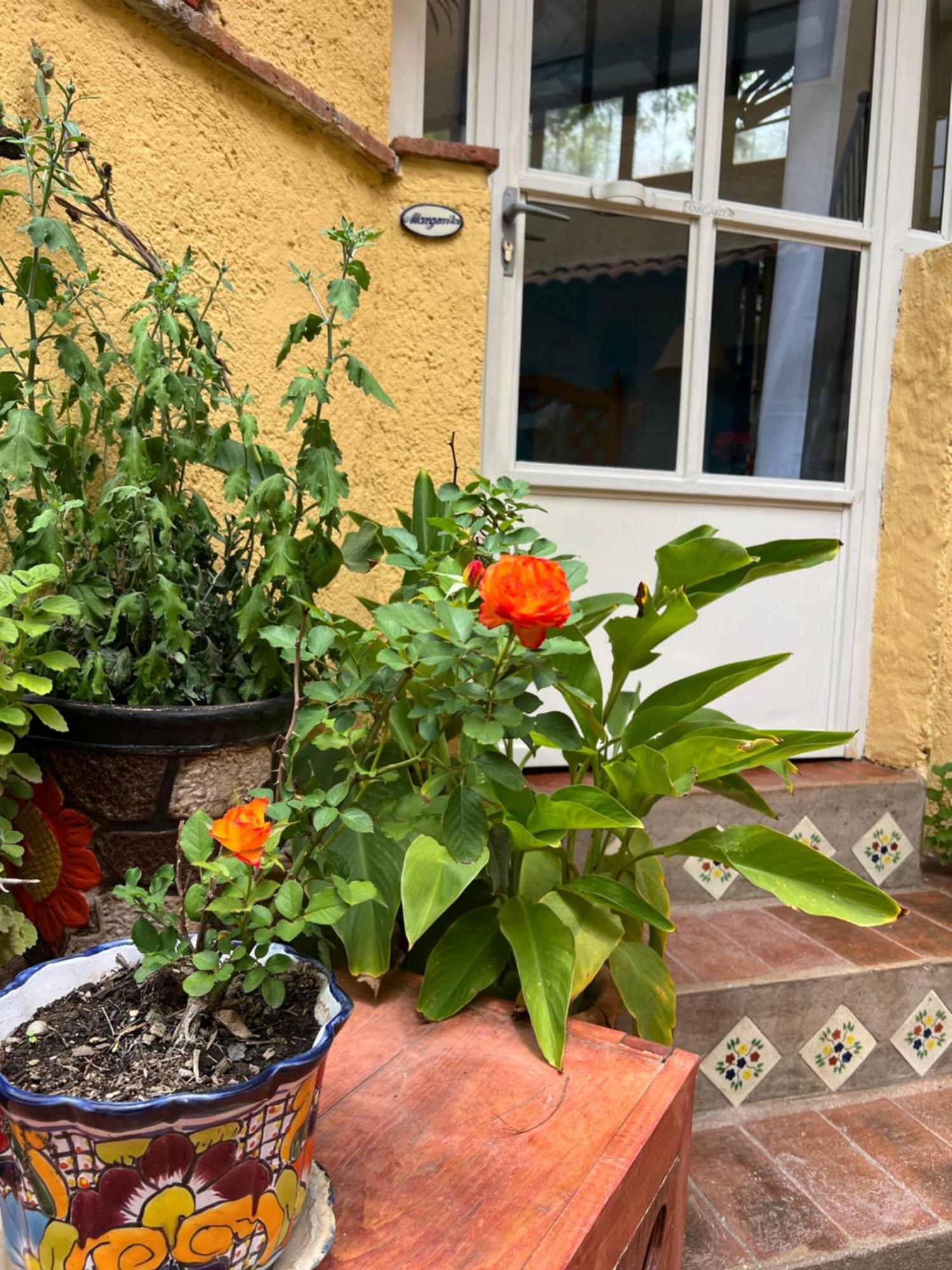 סאן מיגל דה אלנדה Boutique Hotel Casa Camellia מראה חיצוני תמונה